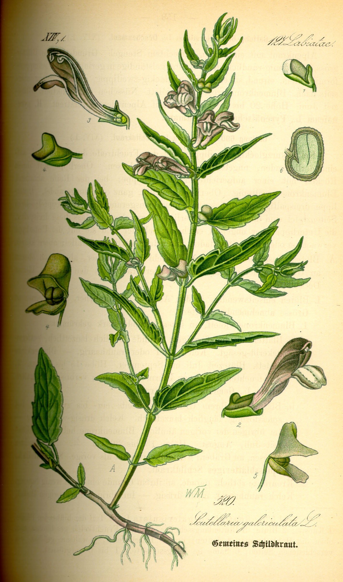 Skullcap Tincture 4 ounce