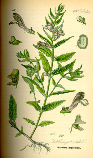 Skullcap Tincture 4 ounce